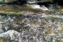 roztocze_zielona_2018_2019_f5_509