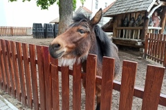 las_bielanski_2021_2021_gh5