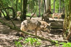 2023_24-Zielona-szkola-4-8-053