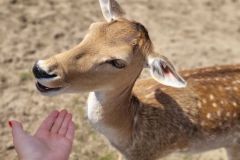 2023_24-Zielona-szkola-4-8-064