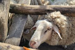 2023_24-Zielona-szkola-4-8-066