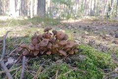 120412073_3868927176457436_5276818715066683954_n