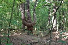 120514921_971835106628649_6838301614605049058_n