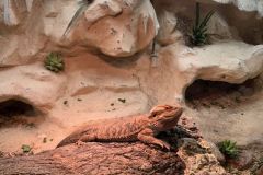 fesiwal_6a_zoo_26_27_001