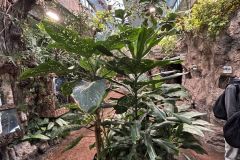 fesiwal_6a_zoo_26_27_004