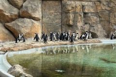 fesiwal_6a_zoo_26_27_006