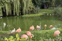 fesiwal_6a_zoo_26_27_009